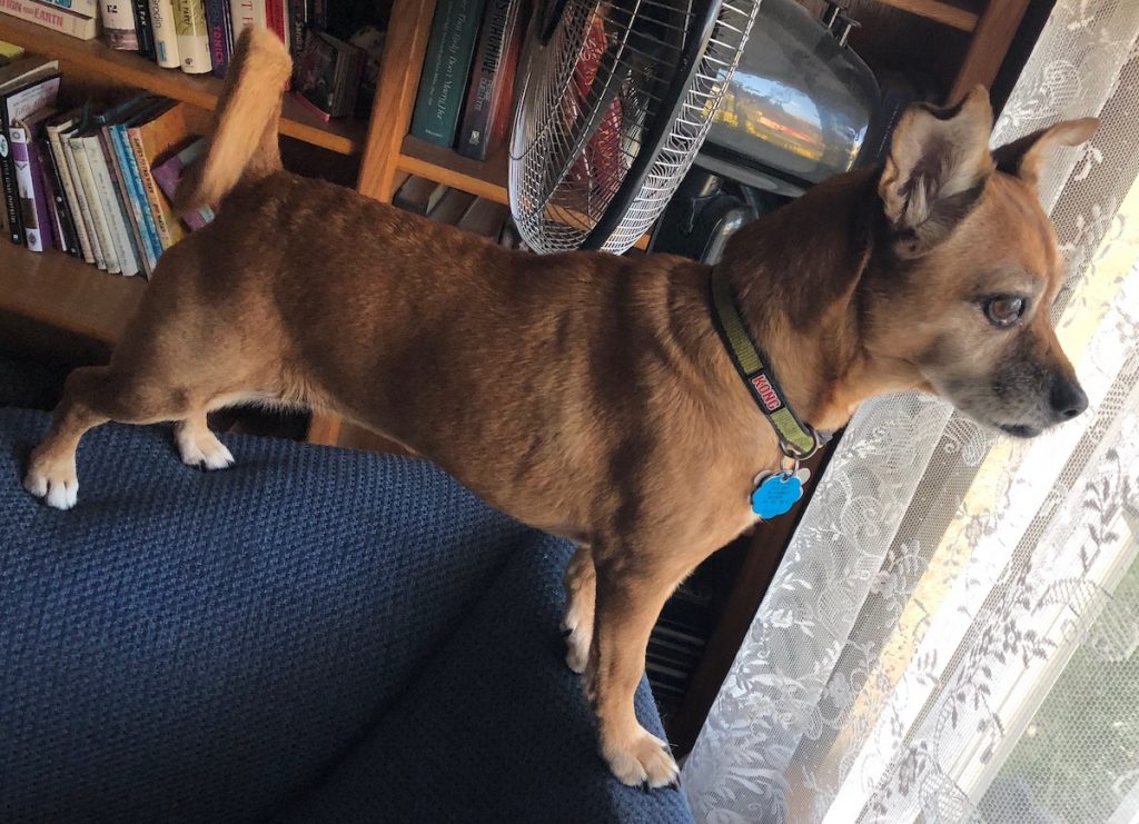 Lexi the chipuggle mutt on watch
